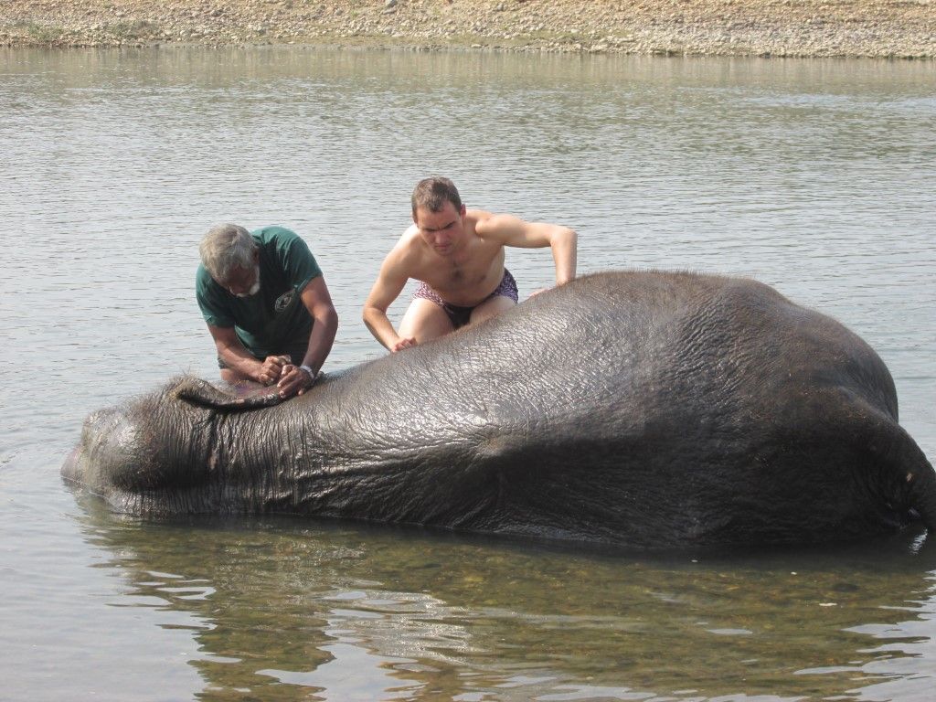 Преглед на слон със съмнение за бронхопневмония в Непал