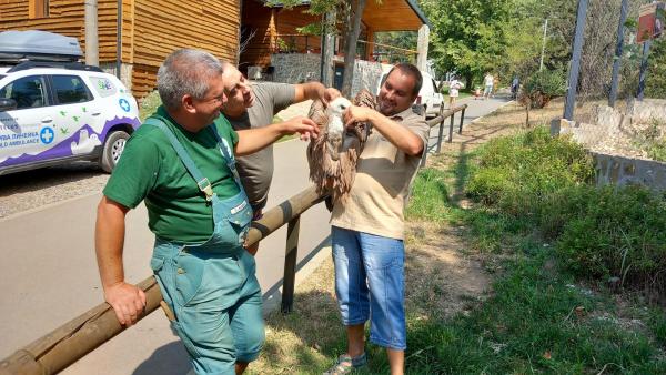 Преместиха 3-месечно белоглаво лешоядче от зоопарка в Стара Загора в Спасителен център