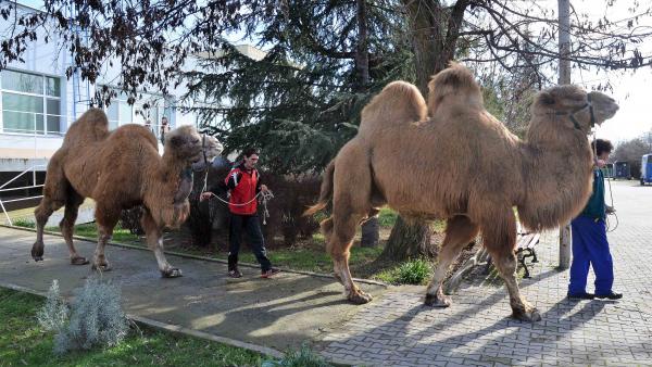 Уникална операция на камила извършиха хирурзи в Тракийския университет