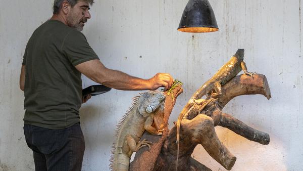Свалиха зелена игуана от висок клон, избягала от частен дом в Стара Загора