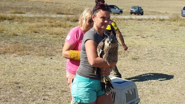Експерти от ЮИДП присъстваха на освобождаването на спасен царски орел