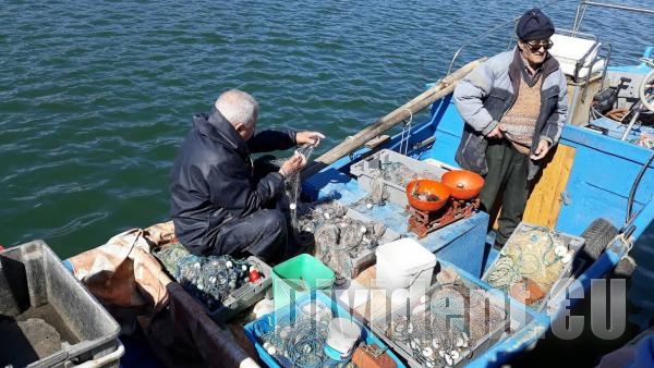Черно море гъмжи от паламуд и чернокоп, цената им падна драстично