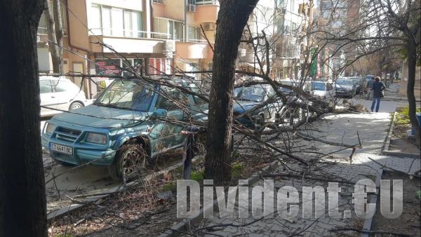 Паднали дървета от вятъра затиснаха автомобили в Стара Загора