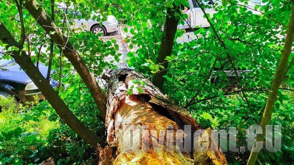 Дърво падна върху движещ се автомобил на Аязмото в Стара Загора