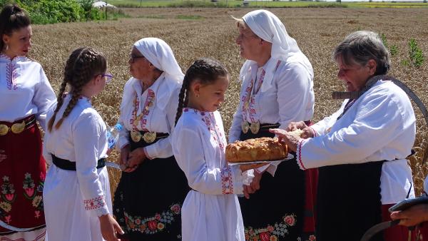 В новозагорското село Новоселец зажънаха по стар обичай