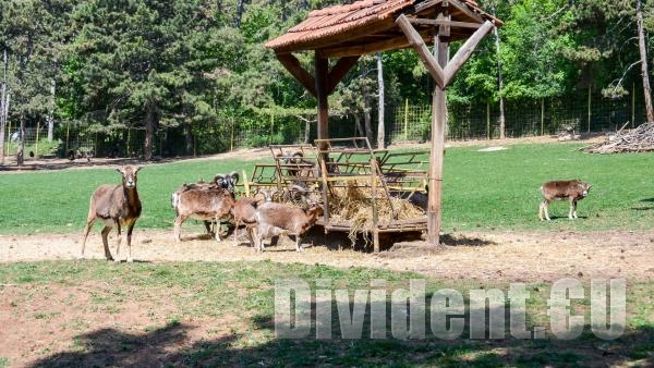 Три деца са били ухапани от животни в зоопарка на Стара Загора през празниците