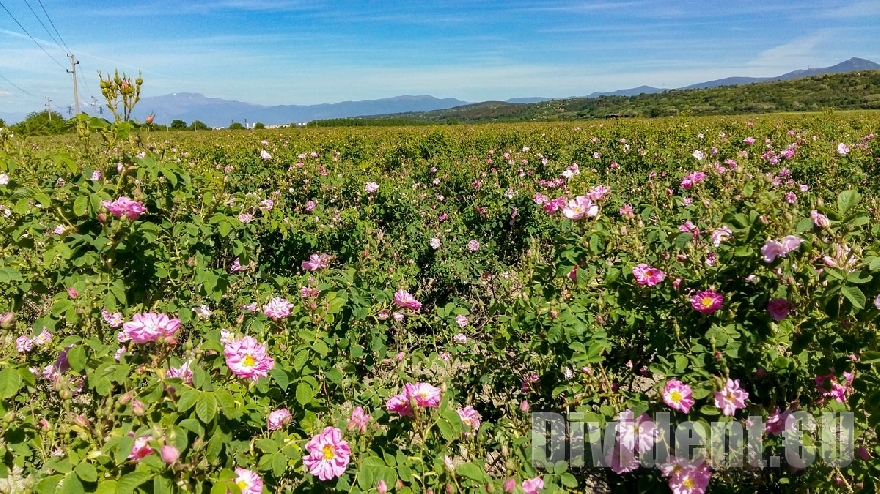 България е изнесла 1370 кг розово масло на средна цена от 9168 евро за килограм през 2023 година