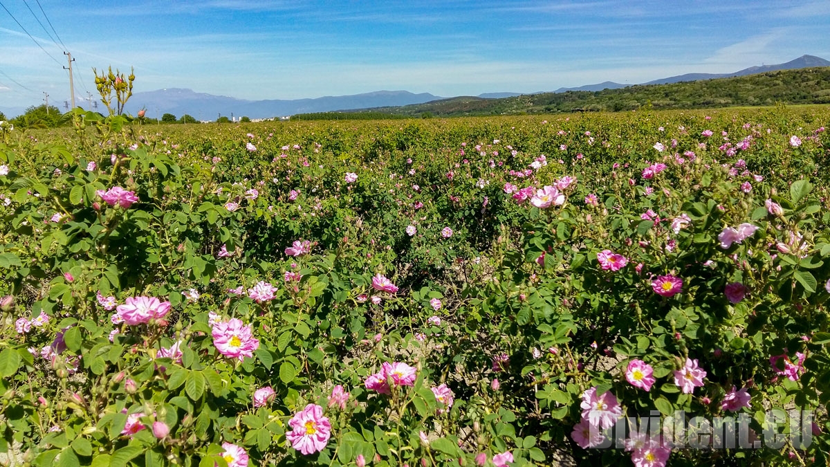 България е изнесла 1370 кг розово масло на средна цена от 9168 евро за килограм през 2023 година