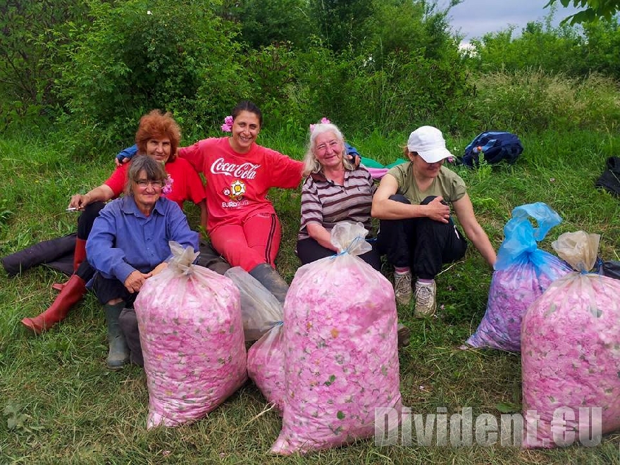 Розоберът започна по-рано, изкупната цена скочи до 4 лв. за килограм