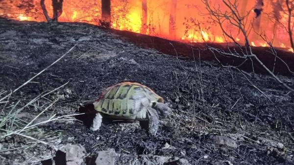Откриха десетки изгорели диви животни в пожара край Стара Загора, спасиха зайче и костенурки