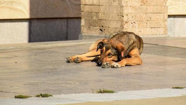 Няма желаещи да броят бездомните кучета в Стара Загора
