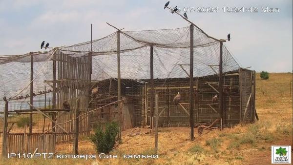 Все още не е събрана сумата за предаватели на двете лешоядчета, излюпени в Зоопарк Стара Загора