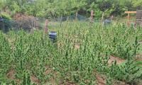 Криминалисти от РУ-Казанлък иззеха над 500 растения от рода на конопа