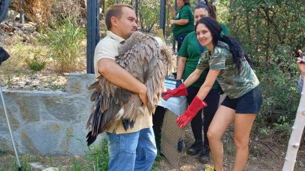 Преместиха 3-месечно белоглаво лешоядче от зоопарка в Стара Загора в Спасителен център