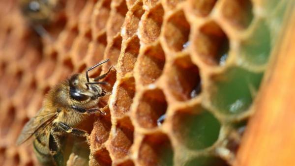 Компенсират пчеларите за отровените кошери със 600 000 лева