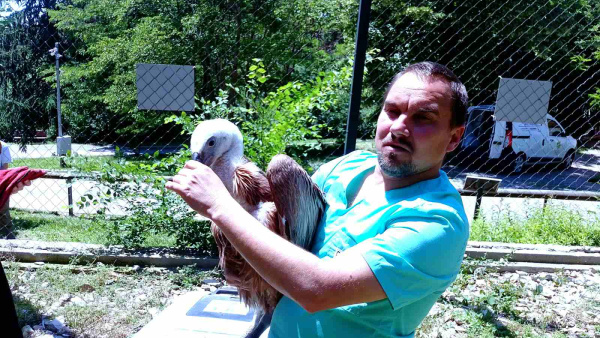Зоопарк Стара Загора и  Зелени Балкани  с нова стъпка към завръщането на белоглавите лешояди в природата