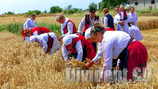 С красив ритуал отбелязаха началото на жътвата в новозагорското село Новоселец