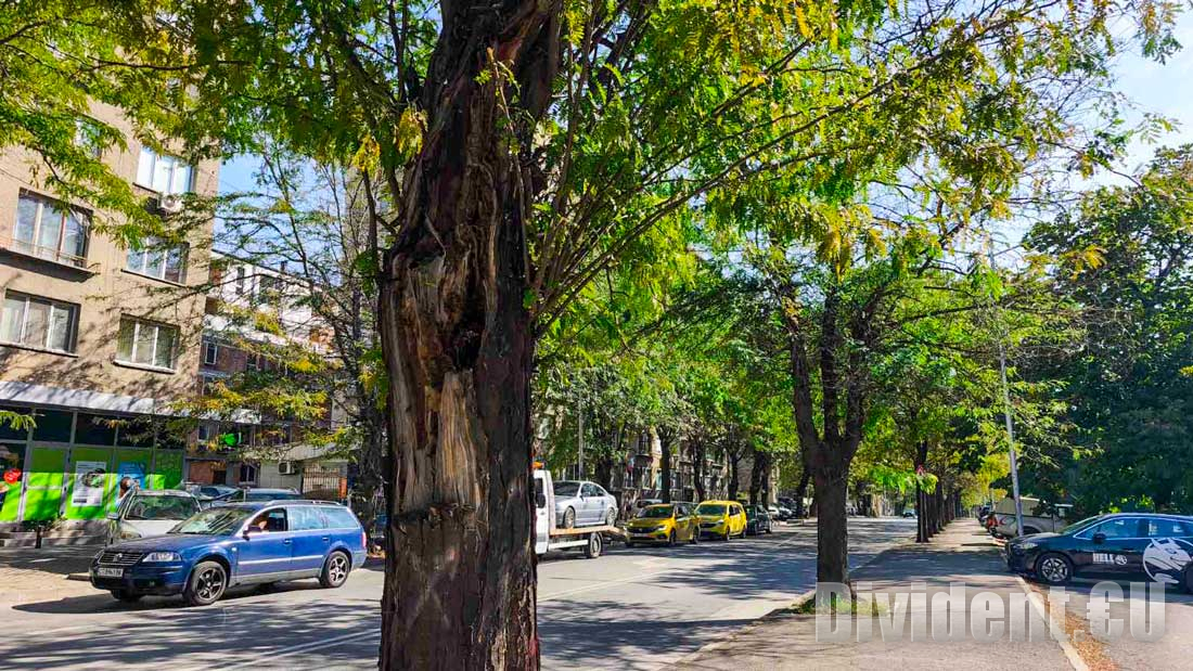 Започва сеч на опасни дървета и орязване на големи корони в Стара Загора