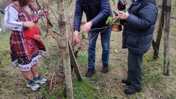 С пожелание за здраве и берекет  в гурковското село Конаре зарязаха ритуално лозята