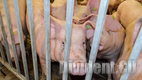 Започва масова информационна кампания срещу разпространението на африканска чума по свинете