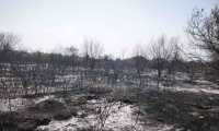 Овладяха пожара край Стара Загора, обхванал 100 декара под кв. Три чучура юг
