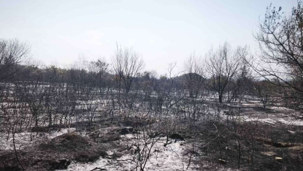 Овладяха пожара край Стара Загора, обхванал 100 декара под кв. Три чучура юг