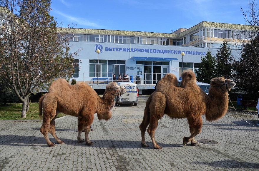 Уникална операция на камила извършиха хирурзи в Тракийския университет