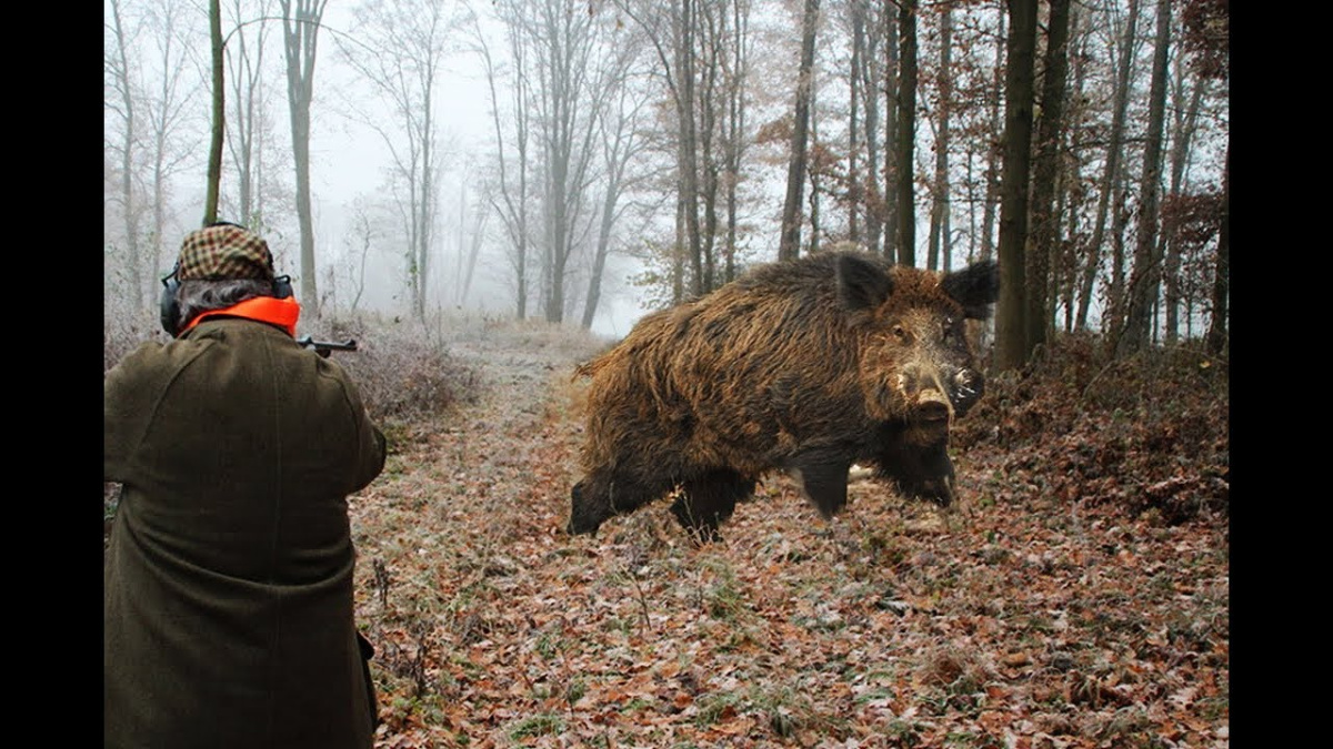 Заложиха капани за диви свине в Старозагорско, 250 ловци учат симптомите на АЧС