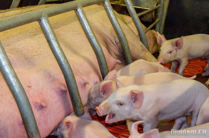 Втора седмица няма нови огнища на африканска чума при домашните свине