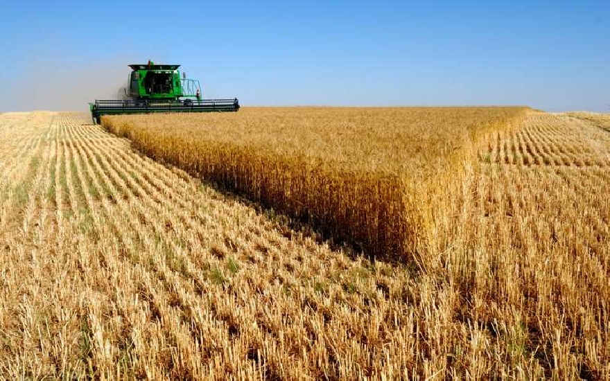 Добиви от около 6 млн. тона зърно очакват тази година от бранша