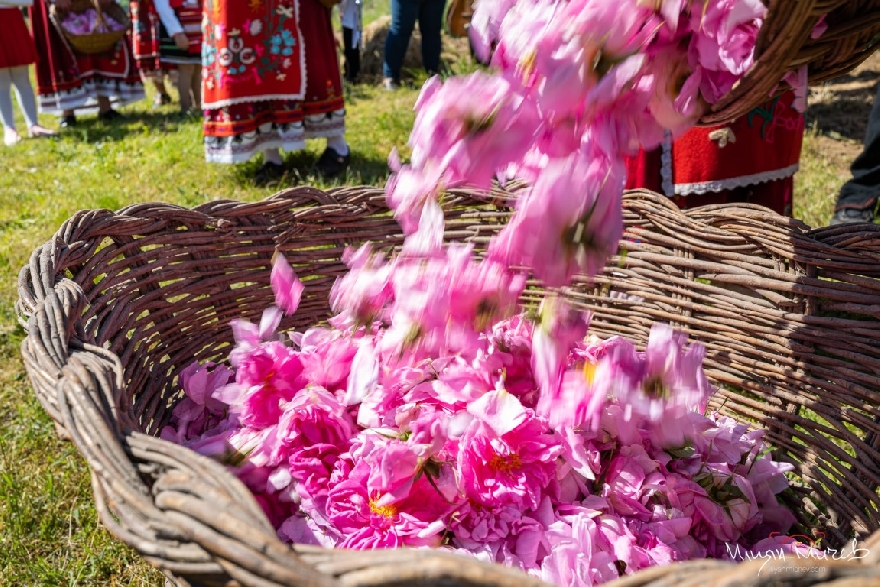 Въвеждат специална организация на движението около Казанлък заради Празника на розата