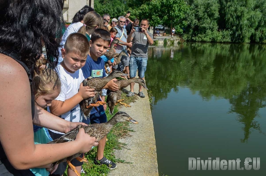 20 зеленоглави патета бяха освободени днес във водите на езеро Загорка