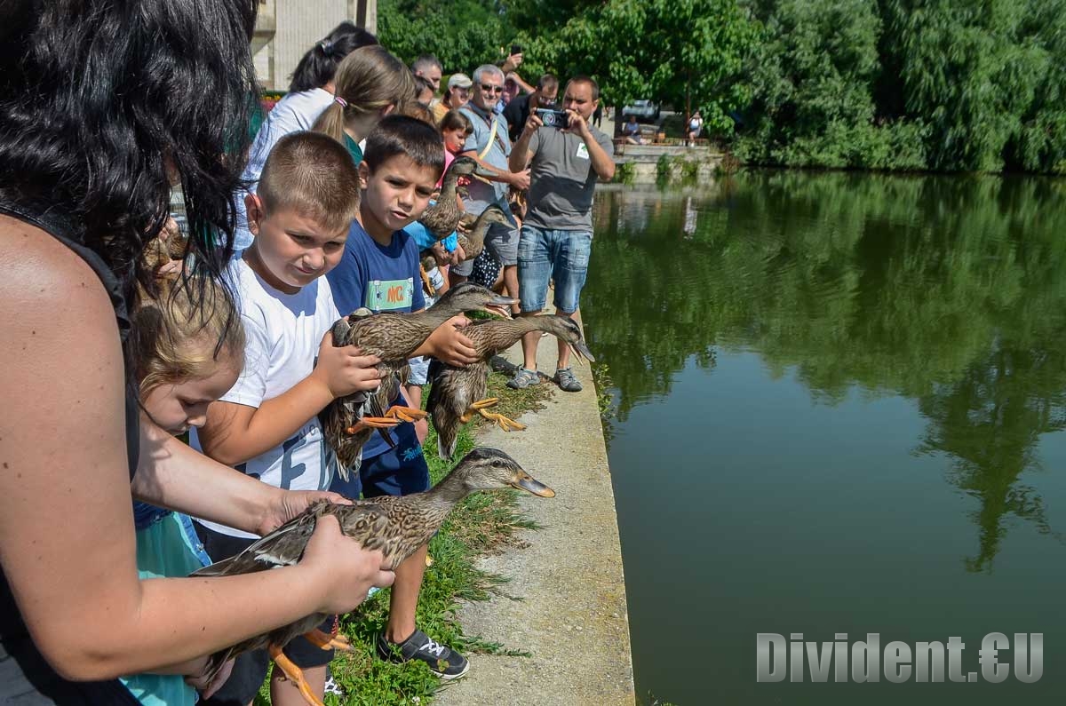 20 зеленоглави патета бяха освободени днес във водите на езеро Загорка