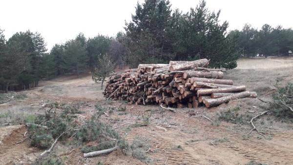Лесничеи откриха незаконна дървесина в 20 къщи при внезапна акция