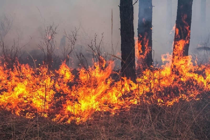 ЮИДП призова за повишено внимание от възникване на пожари през ловния сезон