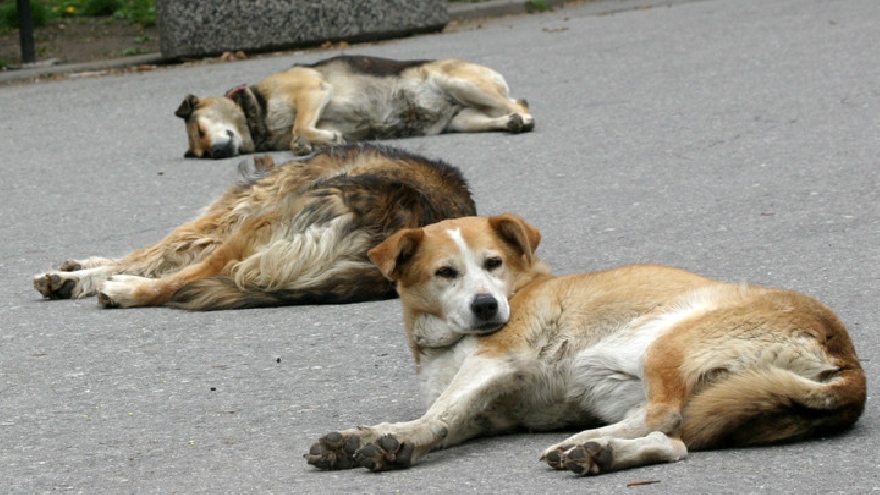 Предстои кампания за кастриране на бездомните кучета