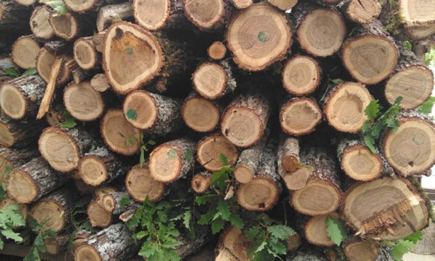 Съставиха 17 акта за притежание на незаконна дървесина