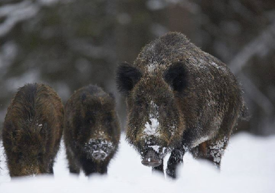 Удължиха лова на диви прасета до края на януари заради африканската чума по свинете