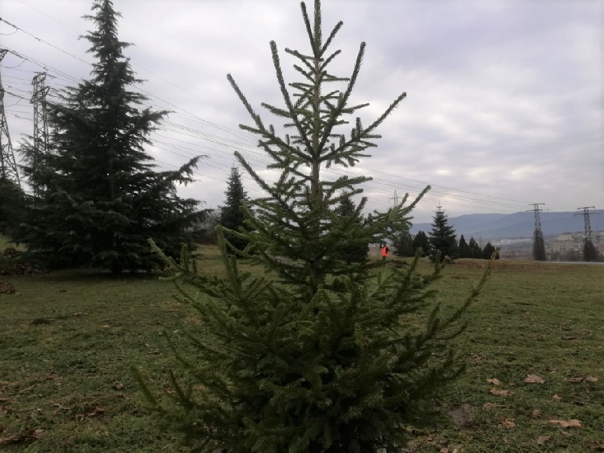 Гората на казанлъшките медици ще бъде в ж.к. Изток