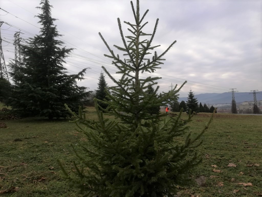 Гората на казанлъшките медици ще бъде в ж.к. Изток