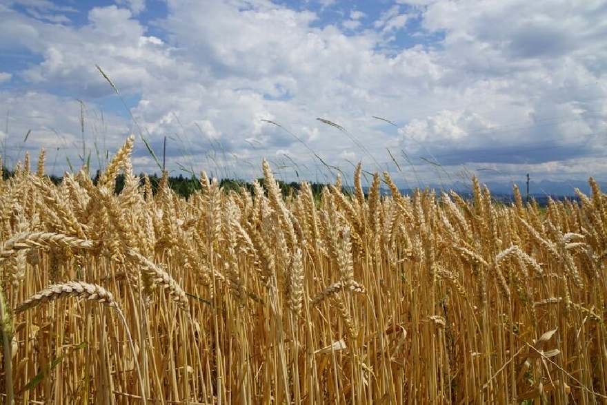 Пшеницата и царевицата рязко поскъпнаха заради войната в Украйна