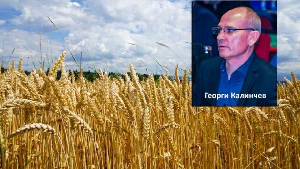 Георги Калинчев: Държавата се кани да изкупи зърното на по-ниска от пазарната му цена