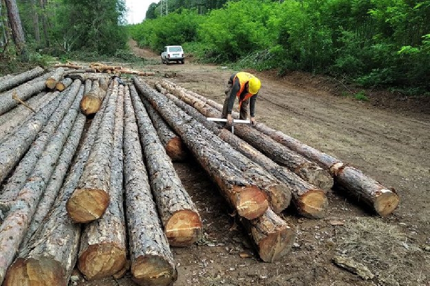 Над 170 акта съставиха за три дни горските инспектори в страната