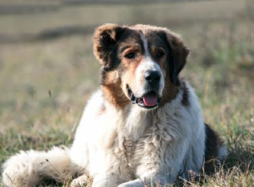 Стара Загора ще бъде домакин на 40-та специализирана изложба на каракачански кучета
