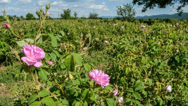 Христо Николов: Очакваме 8000 тона розов цвят заради занемарените розови градини