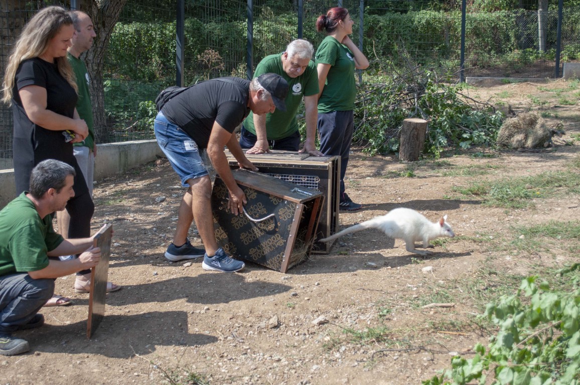 Двойка кенгуру заживя в обновения Зоопарк на Стара Загора   