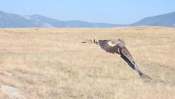 Експерти от ЮИДП присъстваха на освобождаването на спасен царски орел