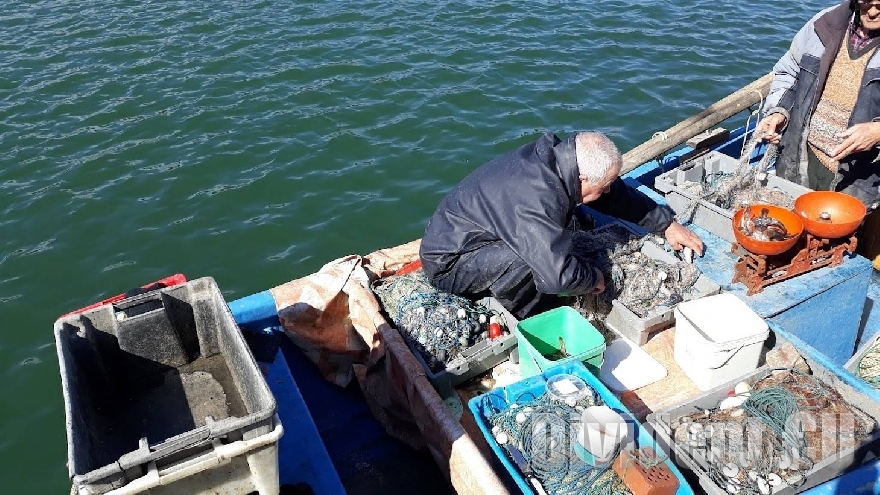 Черно море гъмжи от паламуд и чернокоп, цената им падна драстично