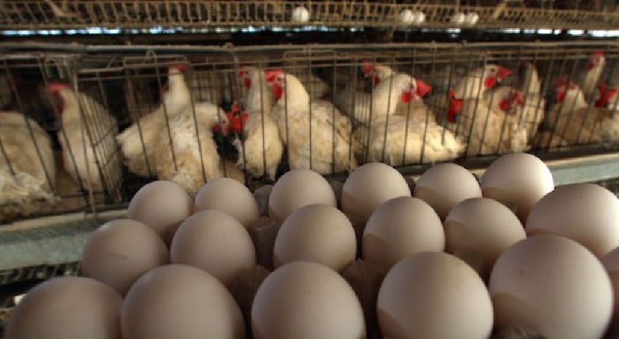 Яйцата най-силно засегнати от инфлацията, очакват спад на цената им