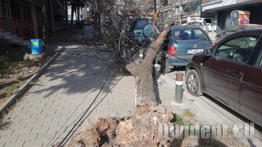 Паднали дървета от вятъра затиснаха автомобили в Стара Загора